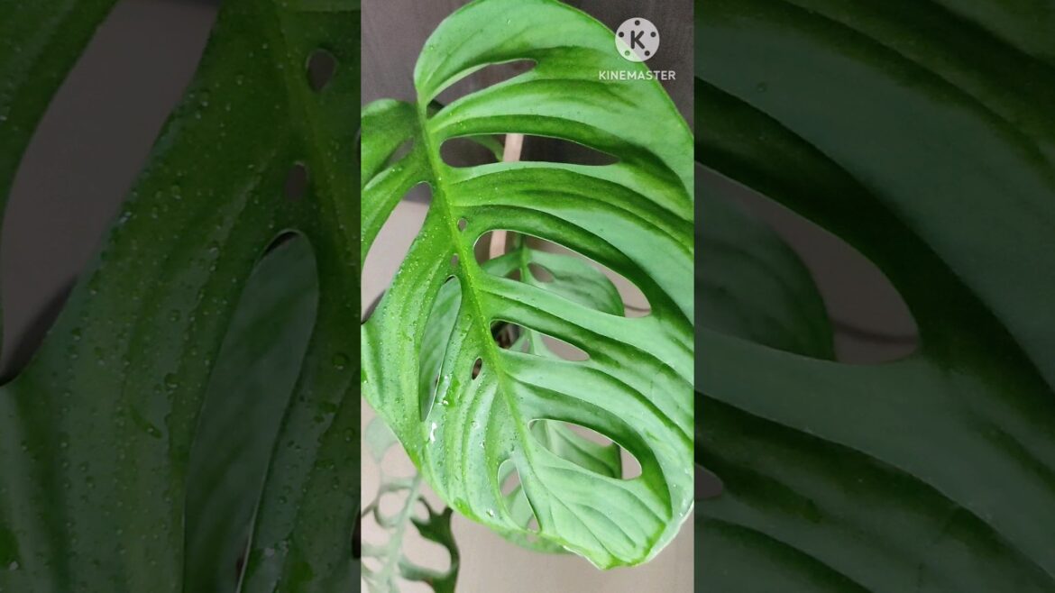 Monstera adansonii@Rooted Greens|Plant care & tips|#shorts #shortvideos #grow#house plants #decor