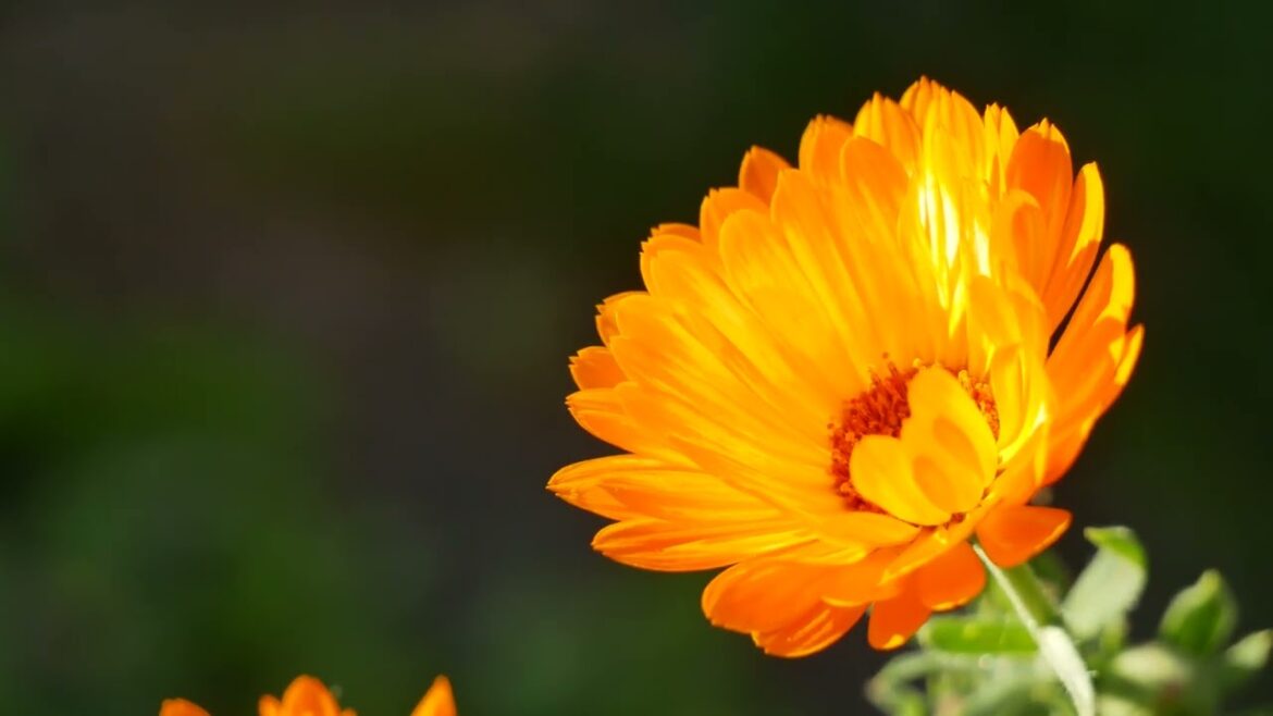 4k Relax Clip : If we could see the miracle of a single flower, clearly our whole life would change. 4k Relax Clip : If we could see the miracle of a single flower, clearly our whole life would change.