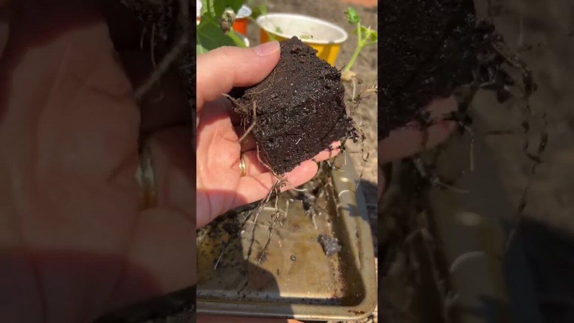 Home Gardening Benefits - Soil Blocks vs Containers for Seedling Starting