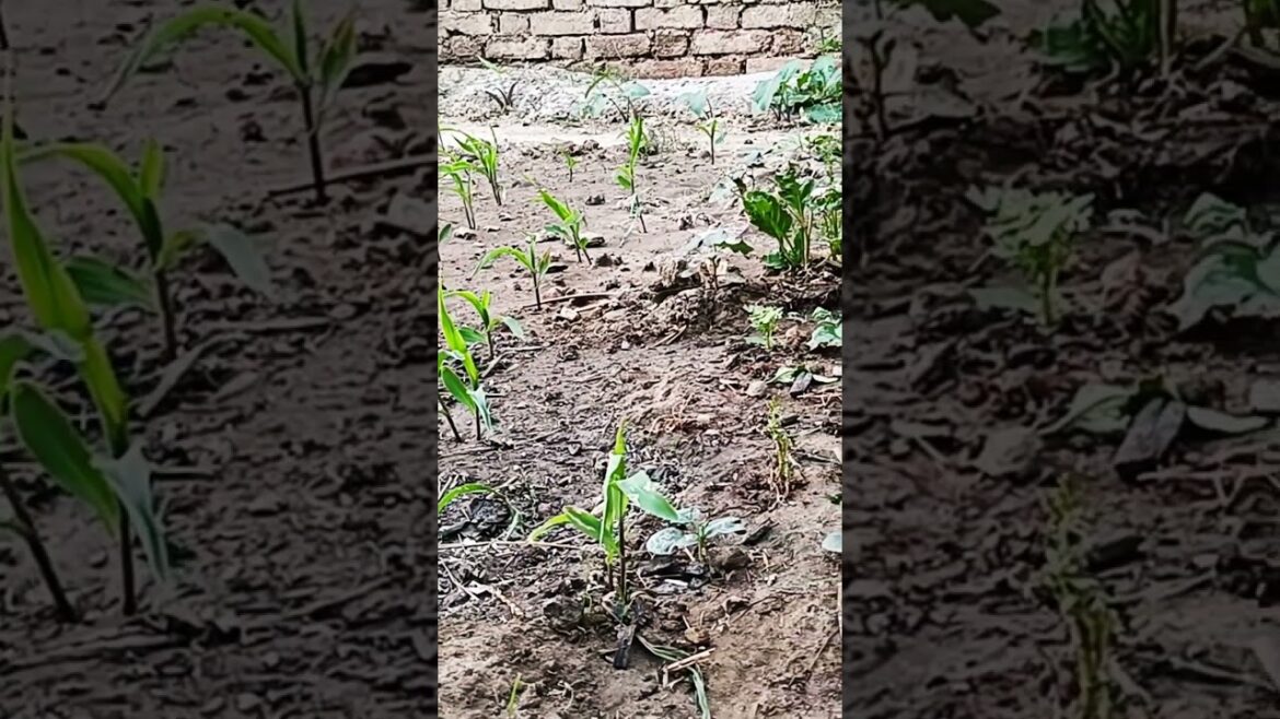 makke ki kheti (plantation)#shorts#plantbased#planting#plants#plantation #plantcare  #viral#ytshorts