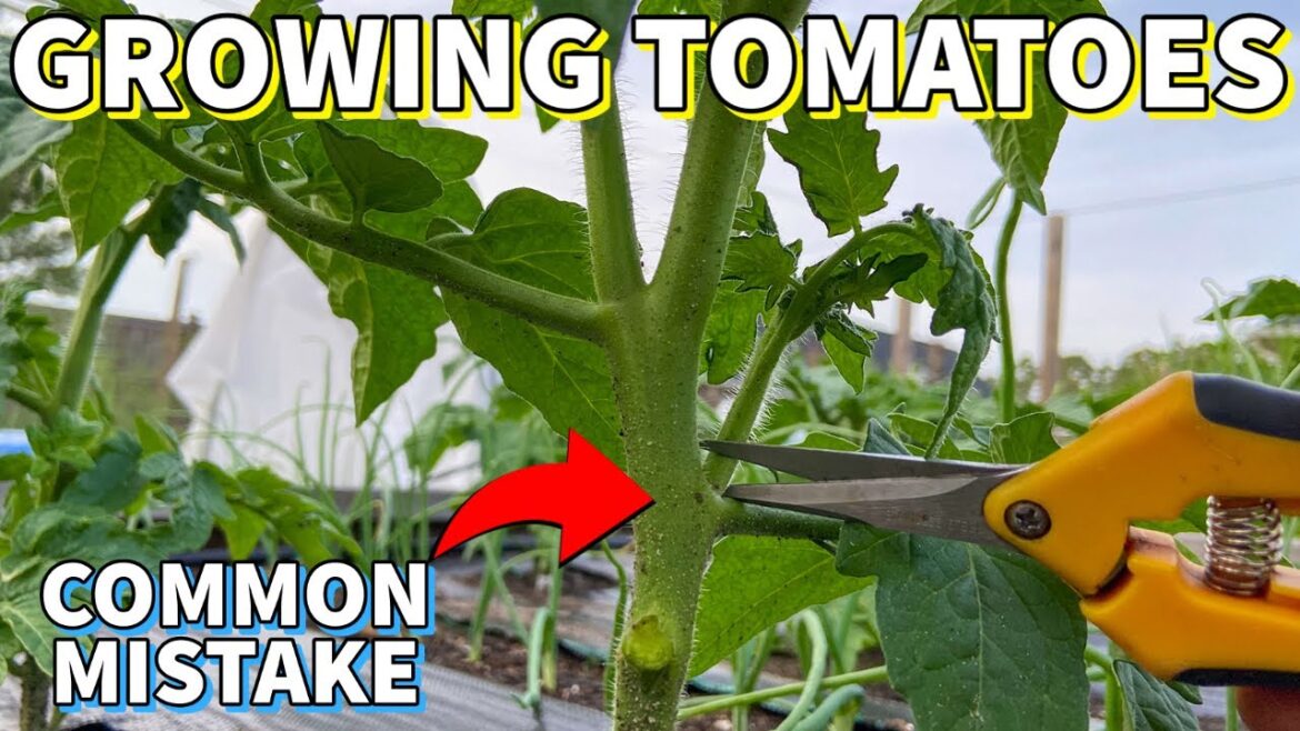 Don't Make This CRITICAL Mistake Growing Tomatoes!