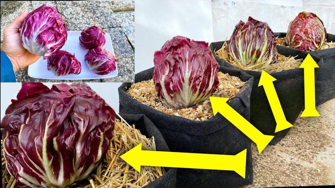 Easy guide How to Grow Beautiful Radicchio from Seed to Harvest in container garden Easy guide How to Grow Beautiful Radicchio from Seed to Harvest in container garden