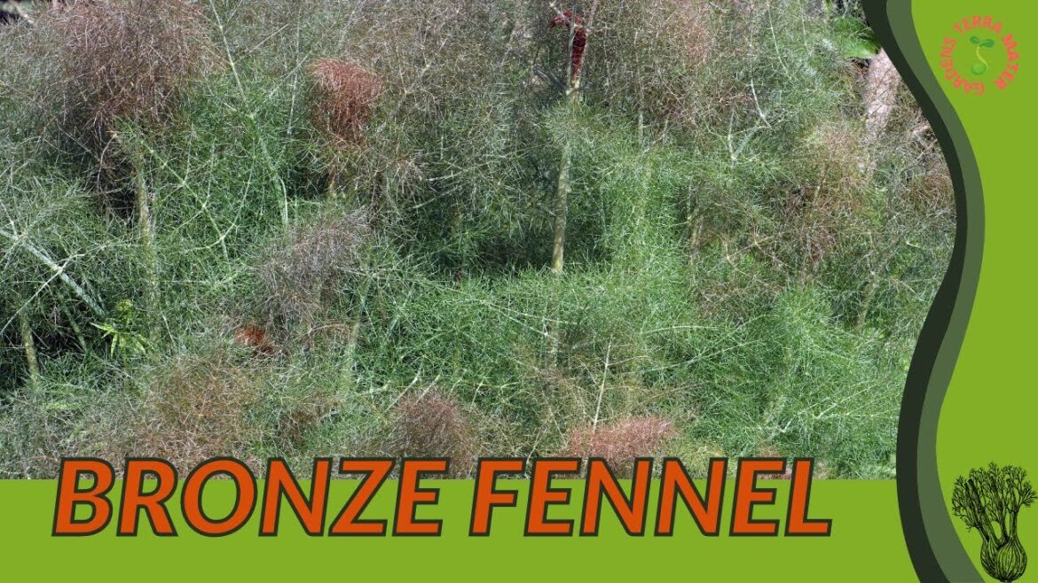 BRONZE FENNEL Information and Growing Tips! (Foeniculum vulgare ‘Rubrum’) BRONZE FENNEL Information and Growing Tips! (Foeniculum vulgare 'Rubrum')