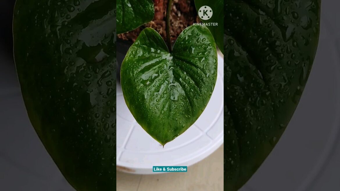 Homalomena@Roote Greens |Plants Care & tips|# shorts #shortvideos #grow #tutorials #houseplants Homalomena@Roote Greens |Plants Care & tips|# shorts #shortvideos #grow #tutorials #houseplants