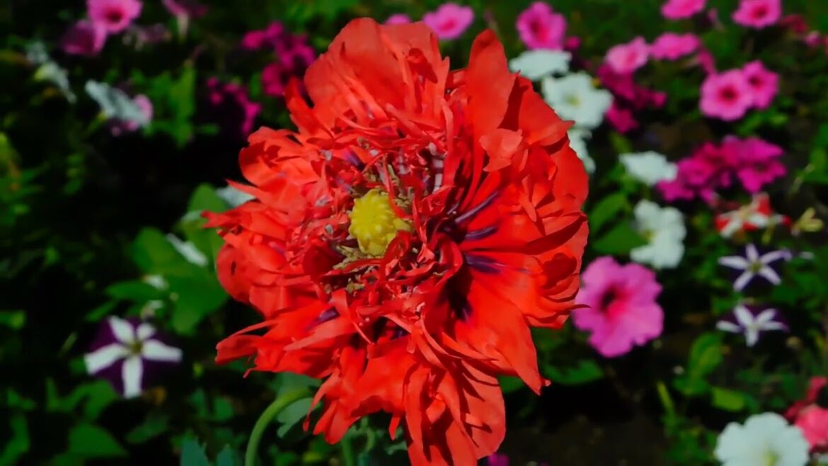 Never despise a seed; one day it will rise and bloom into a forest. #syednadeemmedia #flowers #viral Never despise a seed; one day it will rise and bloom into a forest. #syednadeemmedia #flowers #viral