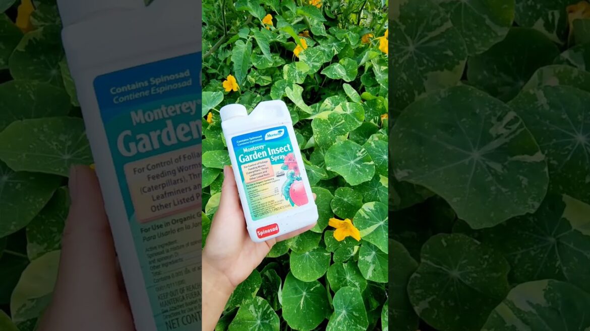 STOP worms from eating your plants with this organic treatment #gardentips #organicgardening #worms