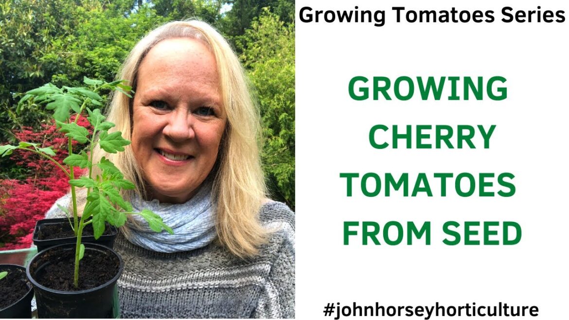 How to Grow Gardener’s Delight Tomatoes from Seed – Growing Cherry 🍅 How to Grow Gardener's Delight Tomatoes from Seed - Growing Cherry 🍅