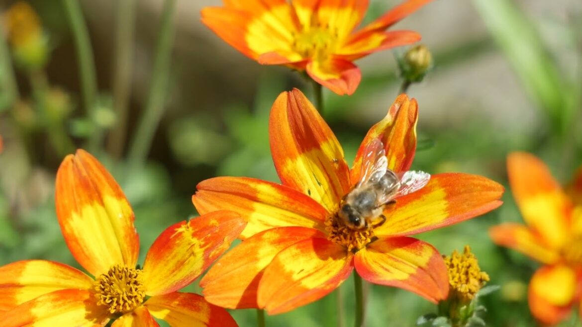 Minds are like flowers; they open only when the time is right. #syednadeemmedia #flowers #trending Minds are like flowers; they open only when the time is right. #syednadeemmedia #flowers #trending