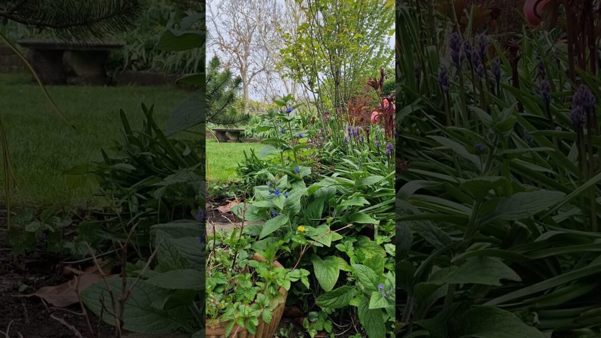 Weed or wildflower? Would you weed out green alkanet? Weed or wildflower? Would you weed out green alkanet?