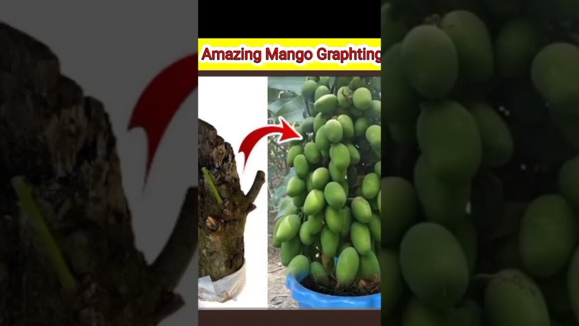 Amazing mango graft #mango #shorts #short #youtubeshorts #youtube#viral #crazyxyz #mrindianhacker