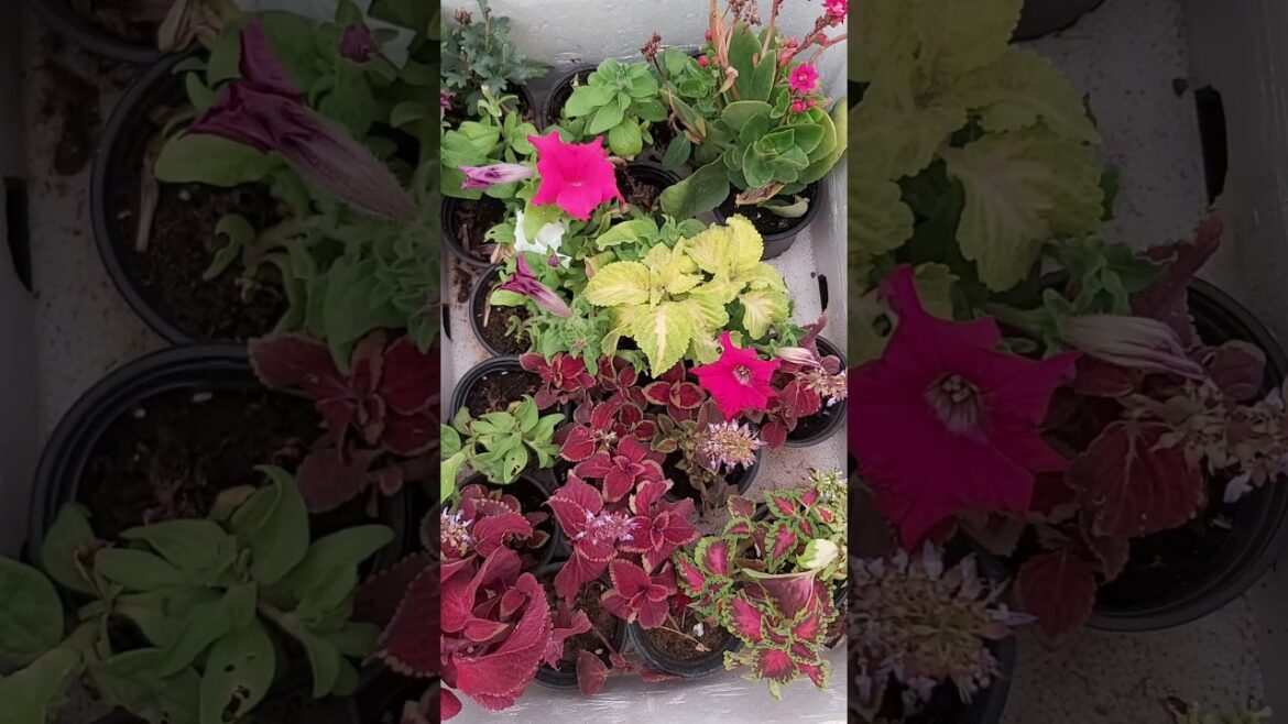 CONTAINER GARDENING !TERRACE GARDENING ! FLOWER ! PLANTING FLOWERS ! PLANT CARE ! K5 ! K FIVE ! 79