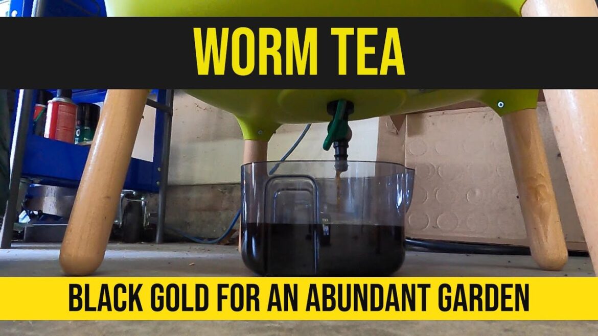 Making WORM TEA from WORM FARM COMPOSTER and WILL AND ALYSSA'S worms