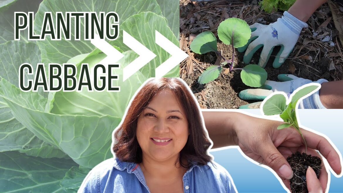 Planting and Growing Cabbage [Gardening Tips]
