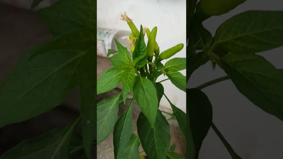 home garden vegetables | ghr key sabziya | beautiful rainy weather | #short#short #youtubeshorts home garden vegetables | ghr key sabziya | beautiful rainy weather | #short#short #youtubeshorts