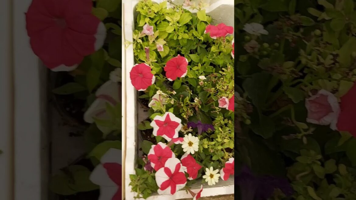 CONTAINER GARDENING !TERRACE GARDENING ! FLOWERS ! PLANTING FLOWERS ! PLANT CARE ! K5 ! K FIVE ! 80