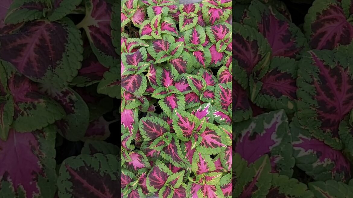 HOW TO GROW YOUR DREAM GARDEN ! PLANT CARE ! GARDENING ! CONTAINER GARDENING ! K5 ! K FIVE ! 108