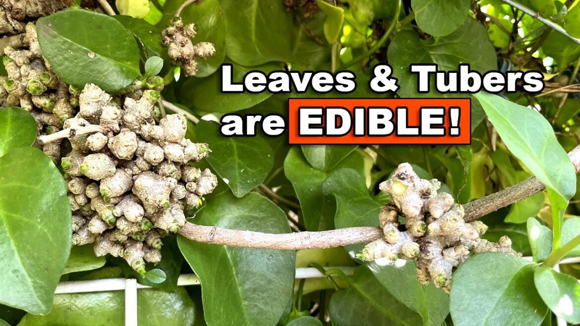 Grow the Madeira Vine for Infinite Food Supply!