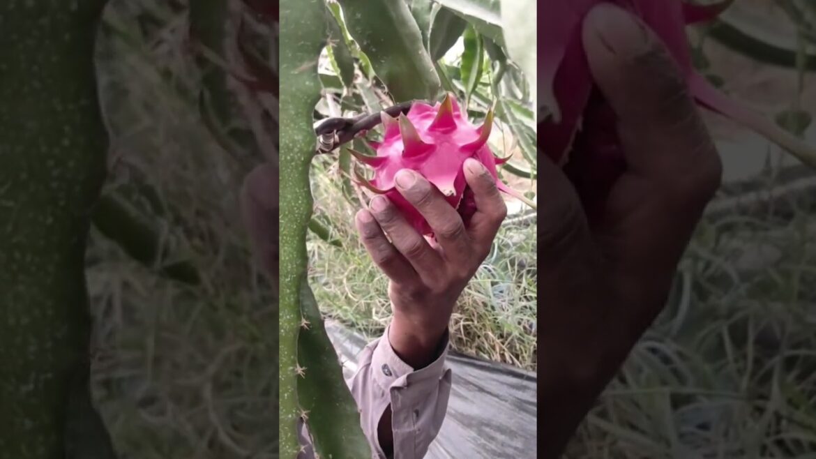 Dragon fruit in Pakistan| fruit edible cactus #shorts #satisfying #fruitcuttingsatisfyingvideo