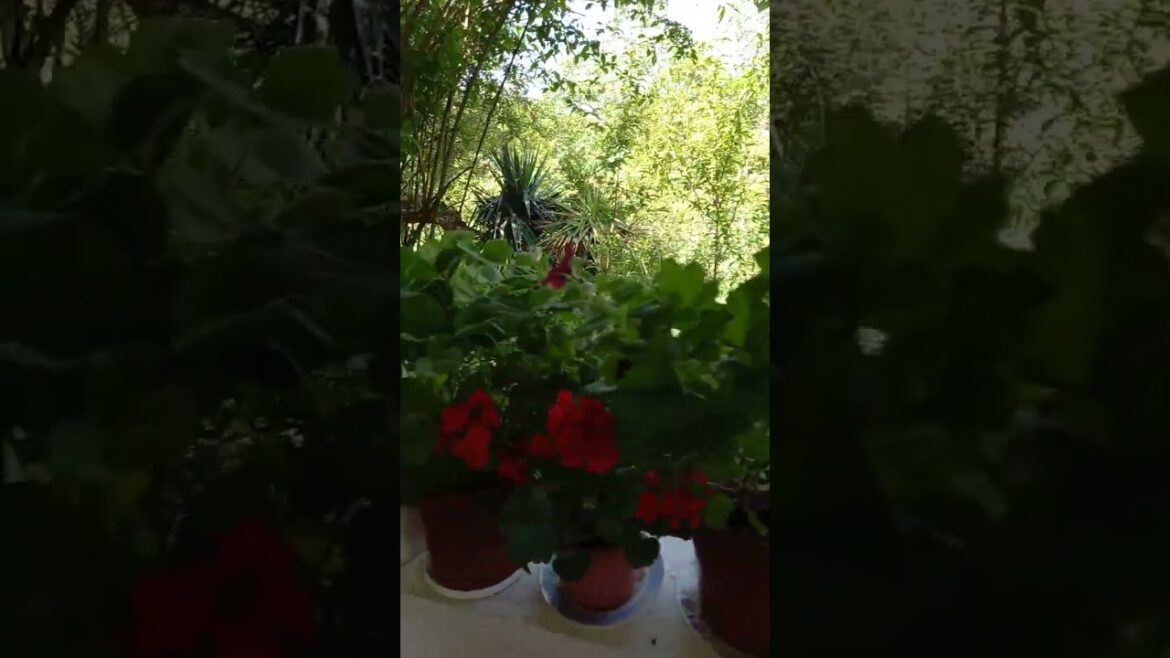 Garden #shorts #short #shortvideo #shortvideos #shortsvideo Garden #shorts #short #shortvideo #shortvideos #shortsvideo