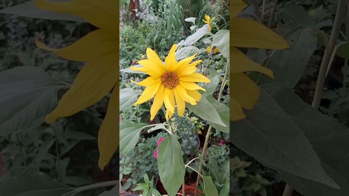 SUN FLOWER ! CONTAINER GARDENING ! TERRACE GARDENING ! PLANT TYPES ! FLOWER TYPES ! K5 ! K FIVE ! 75