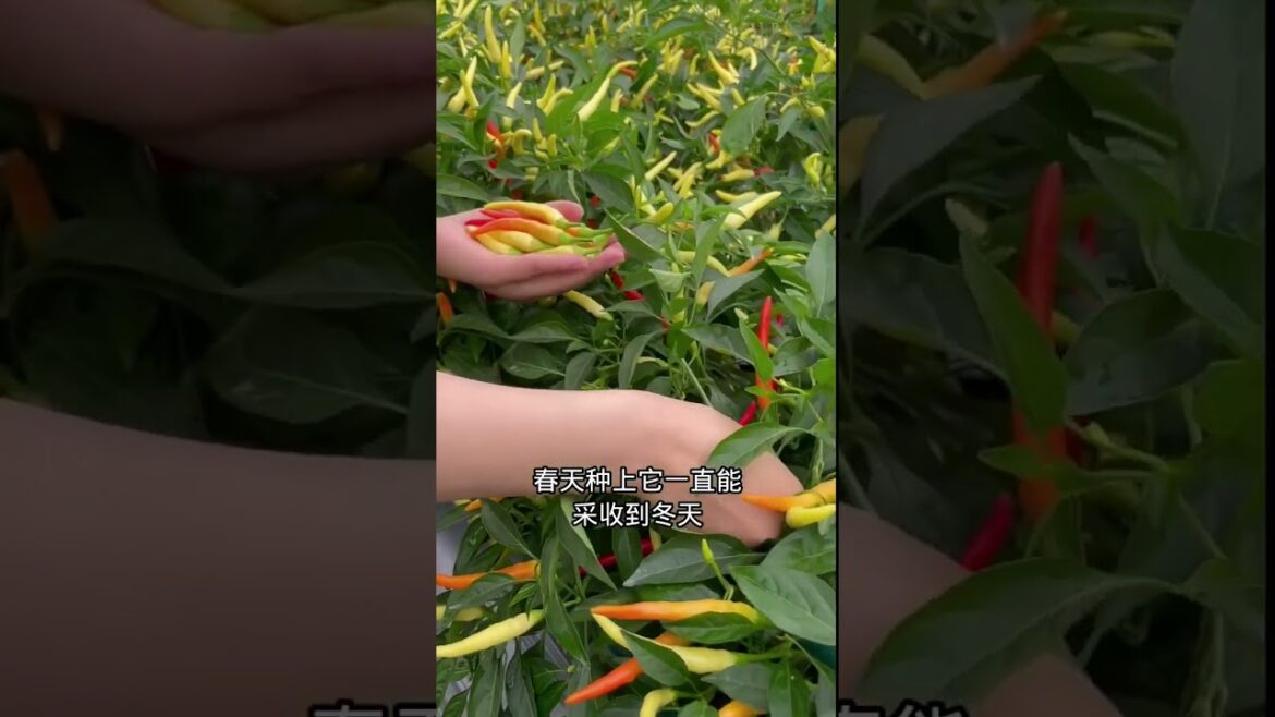 how to growth vegetable /gardening ideas for home how to growth vegetable /gardening ideas for home