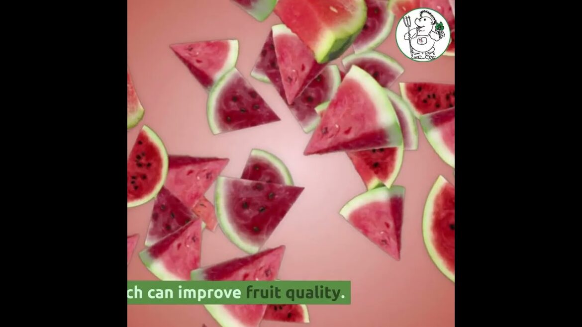 Organic Watermelon Growing Tips from Chappy the Gardener