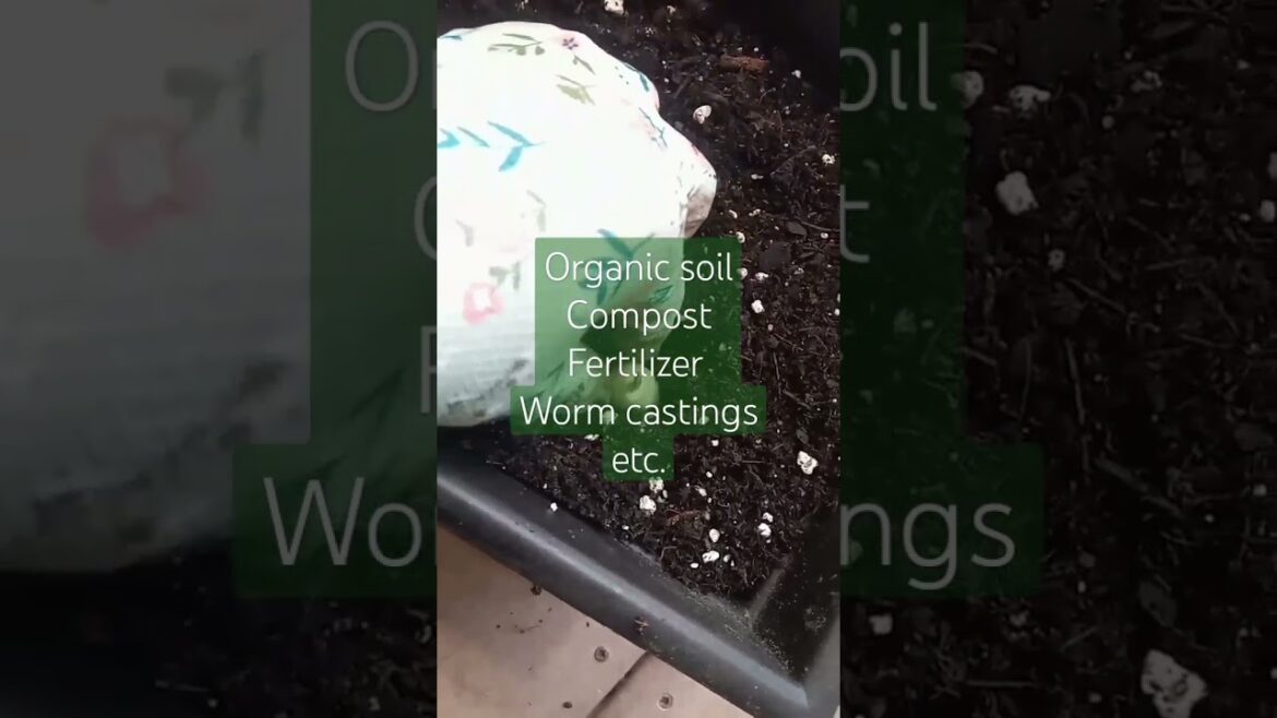 Growing garlic | Balcony Garden | Container Gardening | Small Space Gardening