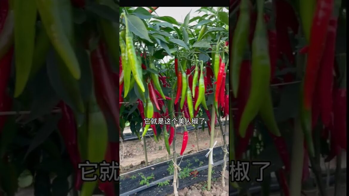 how to growth vegetable /gardening ideas for home how to growth vegetable /gardening ideas for home