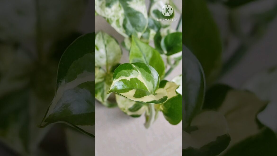 This is not marble queen pothos@Rooted Greens #shorts #shortvideo #viralshort #viral #grow#garden This is not marble queen pothos@Rooted Greens #shorts #shortvideo #viralshort #viral #grow#garden
