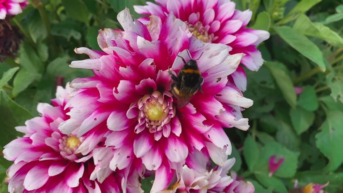4k. In almost every garden, the land is made better and so is the gardener. #syednadeemmedia #flora 4k. In almost every garden, the land is made better and so is the gardener. #syednadeemmedia #flora