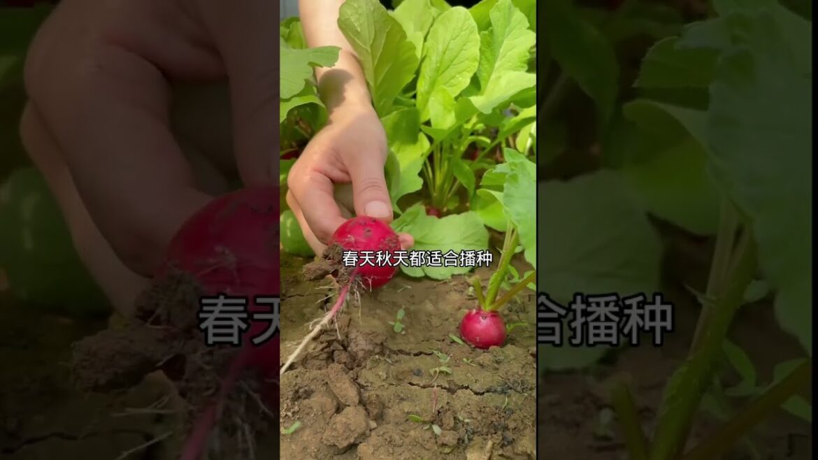 how to growth vegetable /gardening ideas for home how to growth vegetable /gardening ideas for home