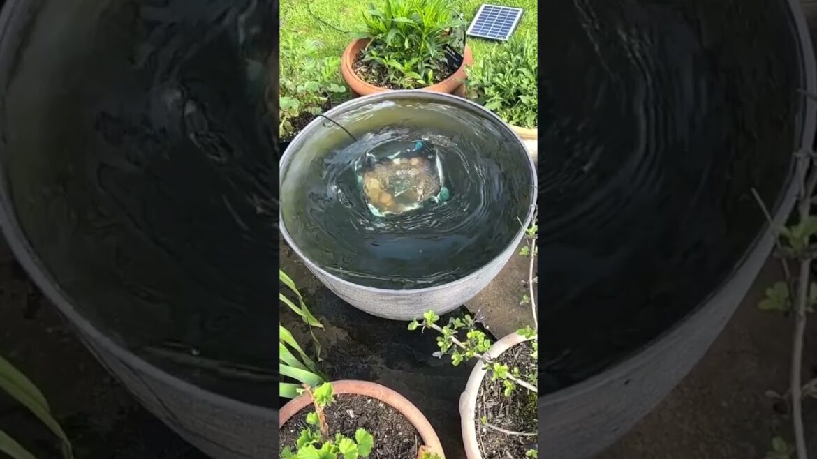 A Standing Wave In My Container Pond