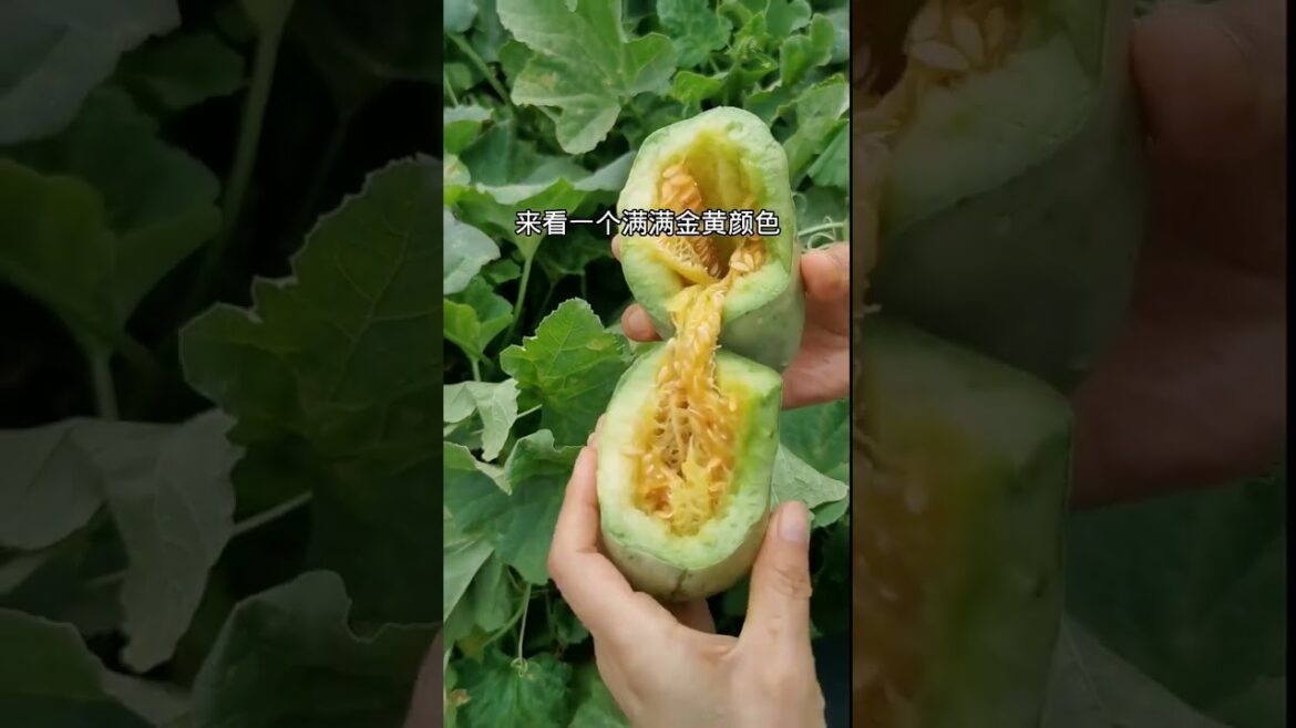 how to growth vegetable /gardening ideas for home how to growth vegetable /gardening ideas for home