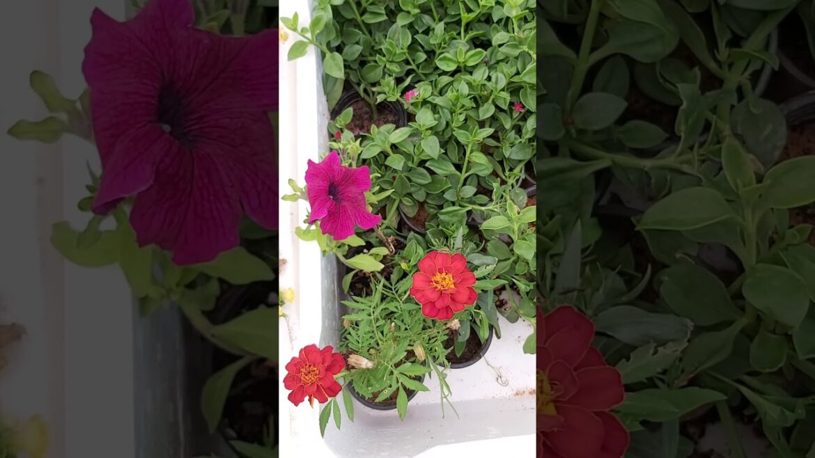 CONTAINER GARDENING !TERRACE GARDENING ! FLOWERS ! PLANTING FLOWERS ! ROSE PLANT ! K5 ! K FIVE ! 84