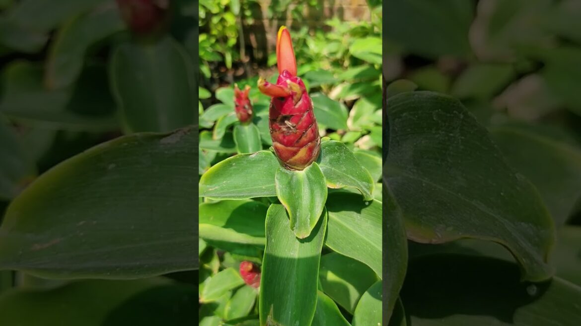 SENECIO Insulin Plant Costus Igneus #minivlog #shorts #youtubeshorts  #viral #vlog #gardening #india