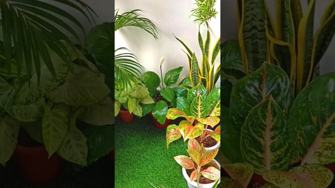 Small Balcony Decoration ideas | Balcony Garden Ideas |