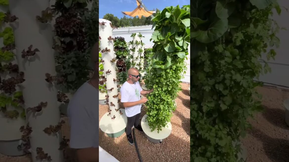 4 weeks growth of cilantro on an aeroponic tower