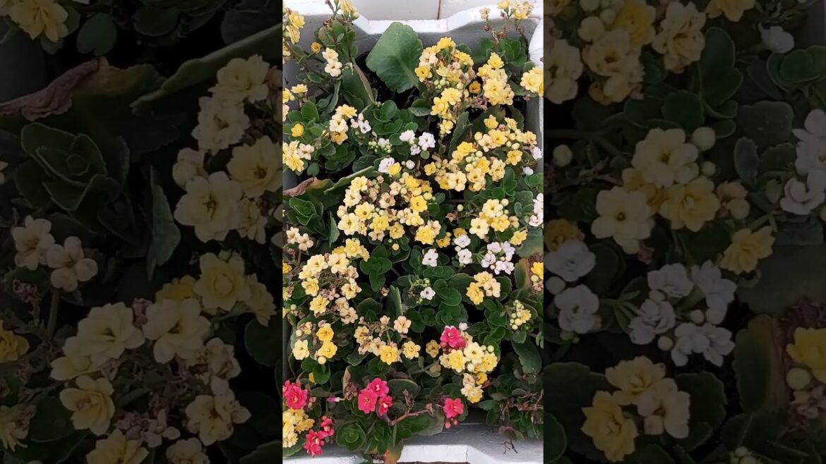 CONTAINER GARDENING !TERRACE GARDENING ! FLOWERS ! PLANTING FLOWERS ! PLANT CARE ! K5 ! K FIVE ! 83