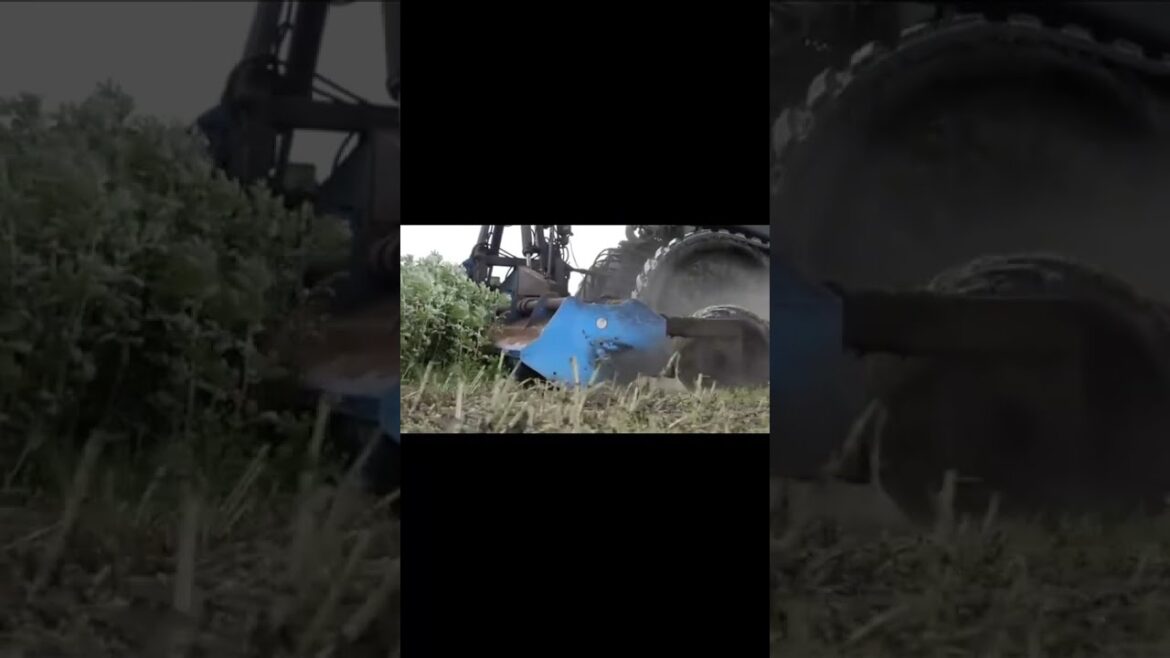 Gardening / Kitchen Gardening / Vegetable Gardening Tools 003 #ytshorts #shorts