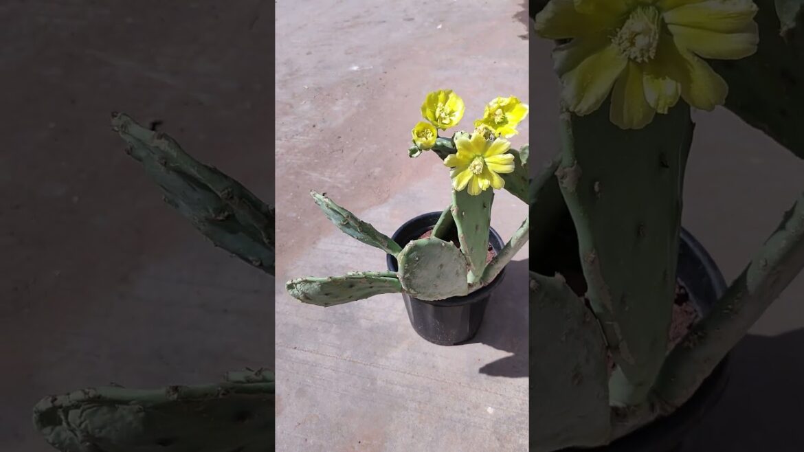 SENECIO Eye Relaxing #shorts #flowers of Cactus🌵फूल और काँटे #minivlog   #youtubeshorts #fruit