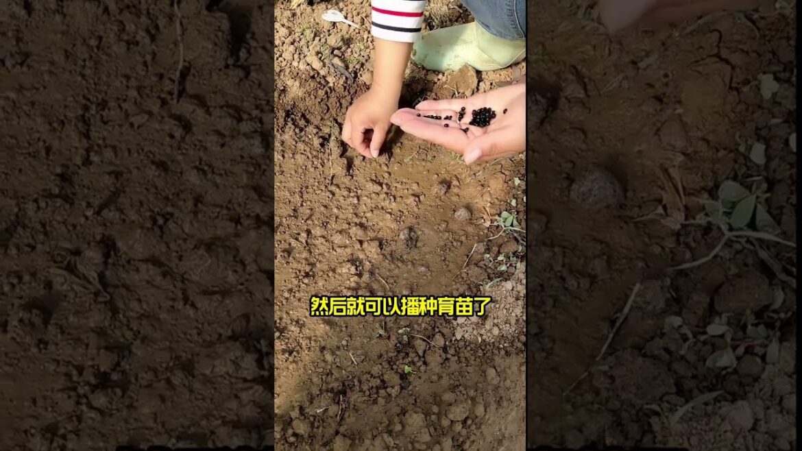 gardening ideas for home/enjoy with my garden gardening ideas for home/enjoy with my garden