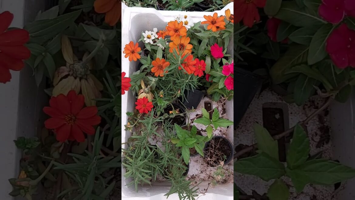 CONTAINER GARDENING !TERRACE GARDENING ! SUNFLOWER ! PLANTING FLOWERS ! PLANT CARE ! K5 ! K FIVE !82