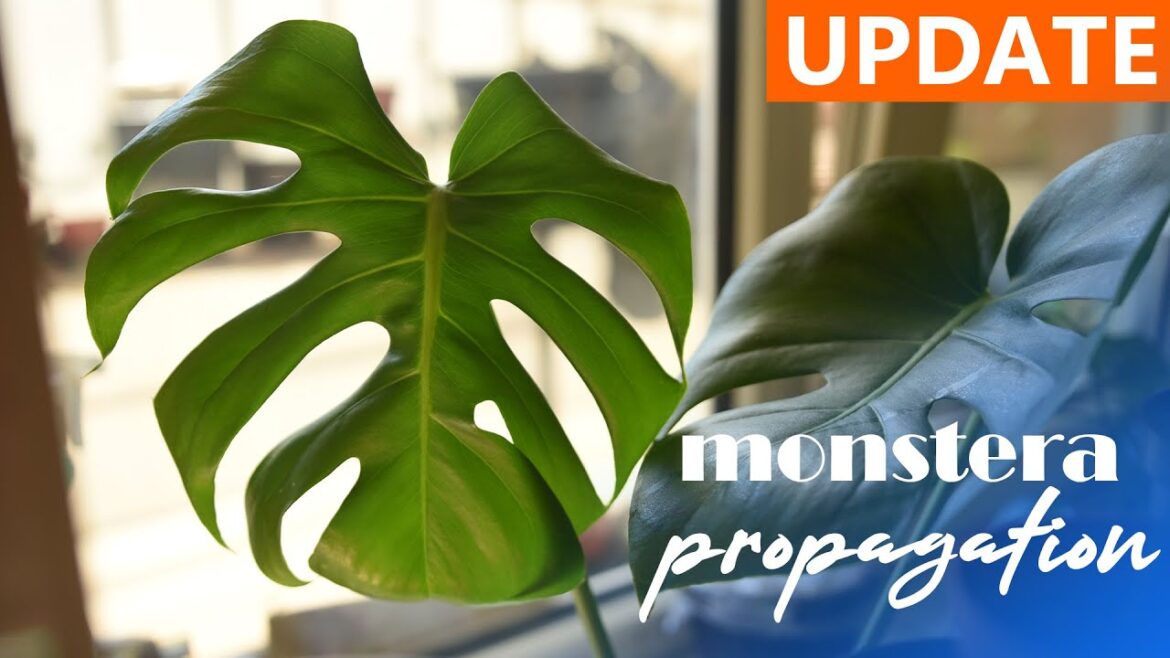 Monstera Deliciosa propagation |  8 months update | house plants and indoor gardening
