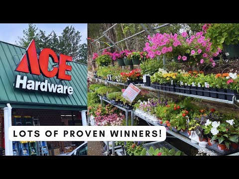 Ace Hardware Garden Center Inventory April-May 2023/ Proven Winners annuals & hydrangeas! Ace Hardware Garden Center Inventory April-May 2023/ Proven Winners annuals & hydrangeas!
