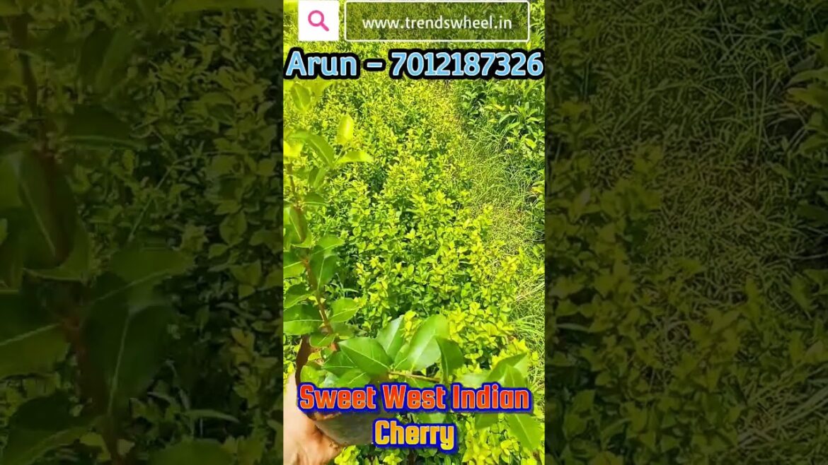 Sweet Barbados Cherry Trends Wheel #fruitsplants #trendswheel #barbadoscherry