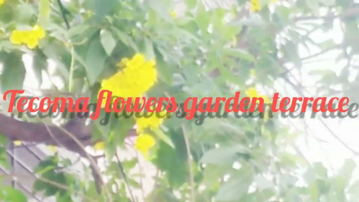 Tecoma flowers garden. Front garden design. Designers idea. #viral #viralvideo #design #subscribe Tecoma flowers garden. Front garden design. Designers idea. #viral #viralvideo #design #subscribe