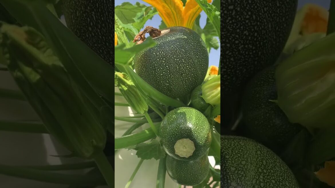 Vertical farming using aeroponic Tower Gardens   #diyverticalgarden #culinaryherbs