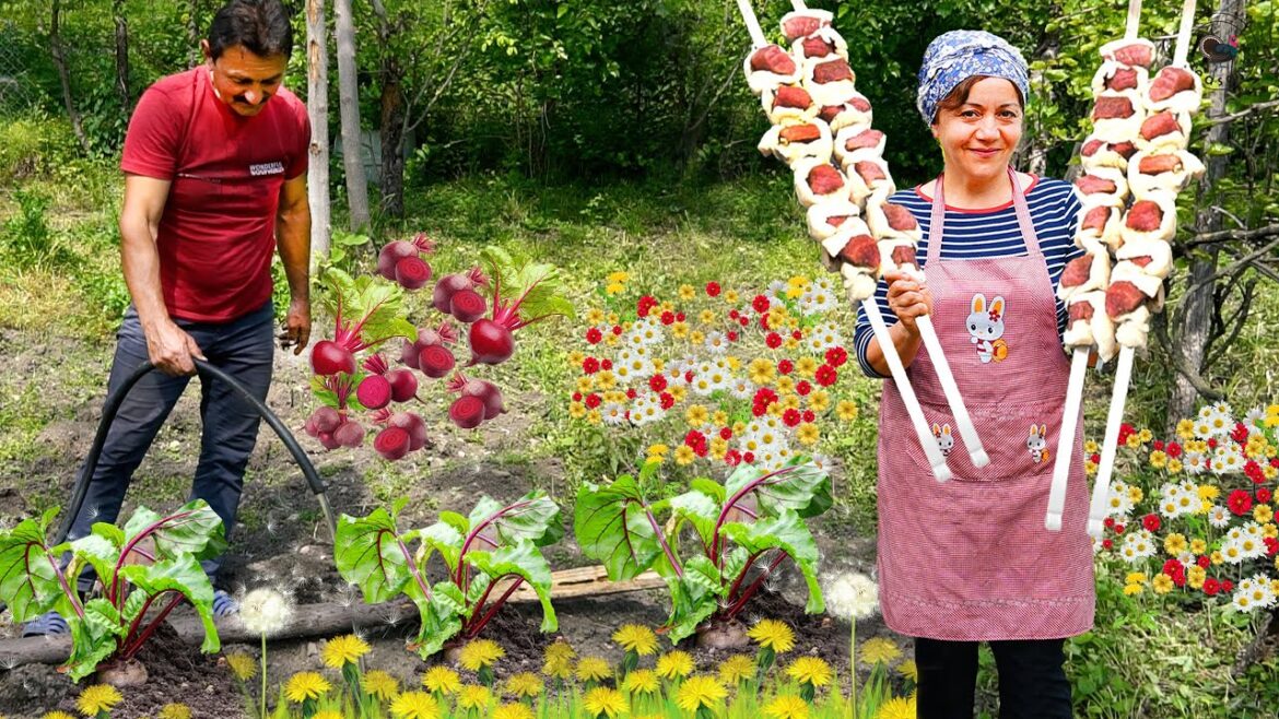 How to Grow Beets in the Village – Shish Kebab with Vegetable How to Grow Beets in the Village - Shish Kebab with Vegetable
