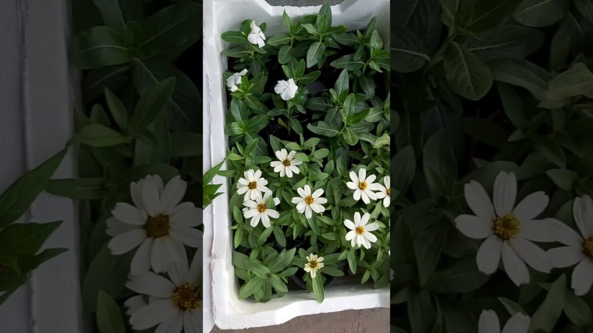 CONTAINER GARDENING ! TERRACE GARDENING ! PLANT TYPES ! FLOWER TYPES ! PLANT CARE ! K5 ! K FIVE ! 71