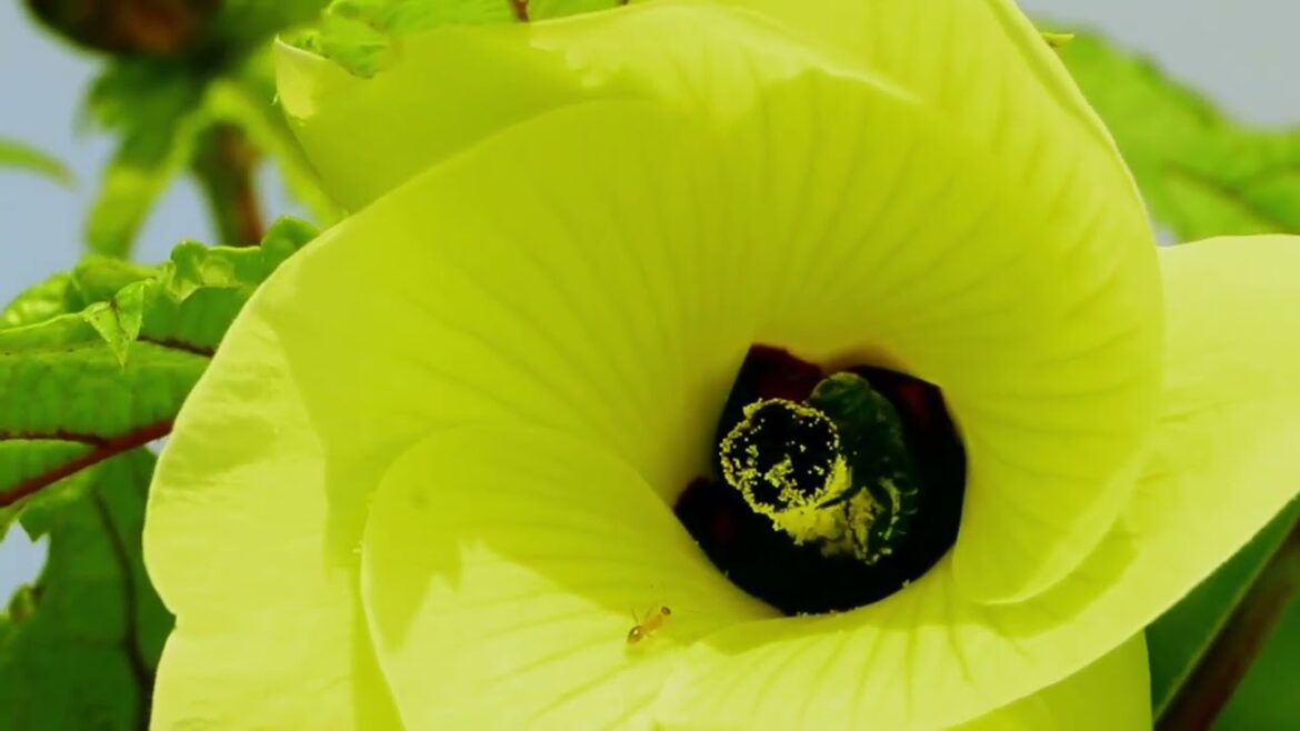 It will never rain roses when we want to have more roses we must plant more roses. #syednadeemmedia